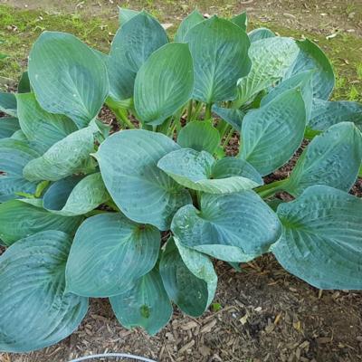 Hosta 'Dixie Cups'